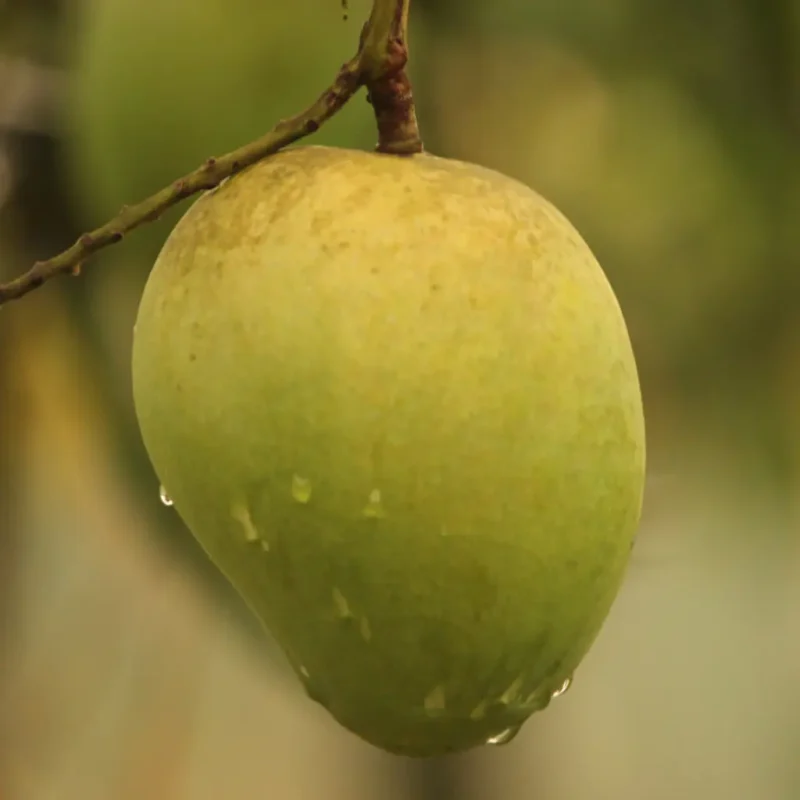 হারিভাঙ্গা আম, harivanga mango