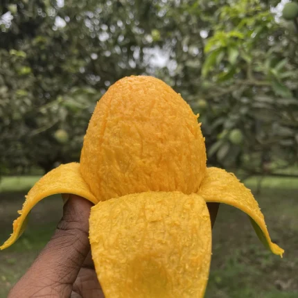 হিমসাগর আম